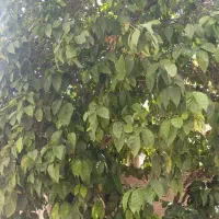 فروش-باغ-شهری