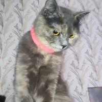 گربه|گربه|پاکدشت, پاکدشت (مامازند)|دیوار