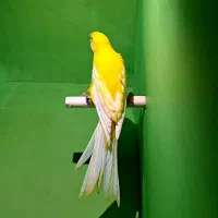 قناری رسمی بلند|پرنده|اندیشه, اندیشه فاز ۲|دیوار