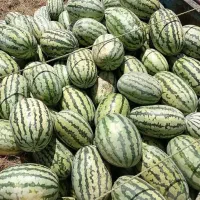 هندوانه ترکمنصحرا گنبد