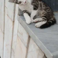 واگذاری گربه