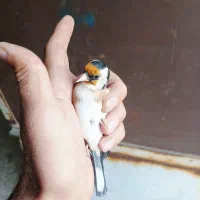 سهره و سهره قناری|پرنده|تهران, شهرک رضویه|دیوار