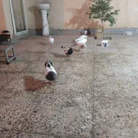 کفتر  فروشی قیمت  توافقی|پرنده|لالی, |دیوار