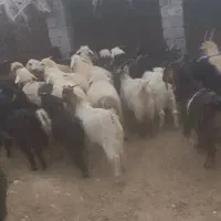 ۳۲راس کهره نر سبک|حیوانات مزرعه|فراشبند, |دیوار