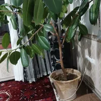 گل فیکوس|گل و گیاه طبیعی|آذرشهر, |دیوار