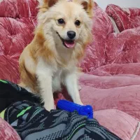 پامر روباهی