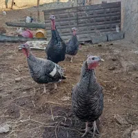 بوقلمون|حیوانات مزرعه|آشخانه, |دیوار