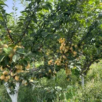 فروش باغچه خوش نقشه و چهار دیواری در رباط کریم|فروش زمین و ملک کلنگی|رباط‌کریم, رباط‌کریم|دیوار