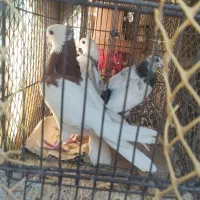 کبوتر|پرنده|محمدشهر, سیدآباد|دیوار