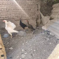 مرغ و خروس|حیوانات مزرعه|آذرشهر, |دیوار