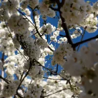 کلتیواتور زدن زمین