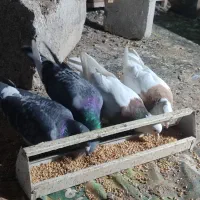 ی جفت طوقی آس|پرنده|مشهد, چهارچشمه|دیوار