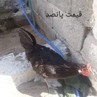 سه تا خروس|پرنده|بندر کنگان, |دیوار