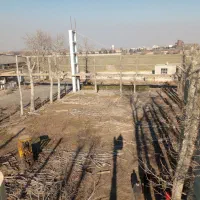 خریدار چوب هرس قطع درخت