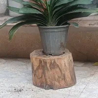 گل خورشیدی