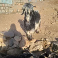 بیگ تختی|حیوانات مزرعه|میانکوه, |دیوار