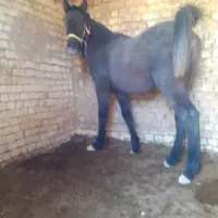 کره اسب نریون کرد