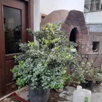 ۲۵ یاس هلندی و کاج با گلدانهای سفالی زیبا، لواسان|گل و گیاه طبیعی|تهران, حکیمیه|دیوار