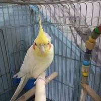 عروس هلندی سخنگو