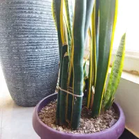 گل سانسوریا وگلدان|گل و گیاه طبیعی|شیروان (خراسان), |دیوار