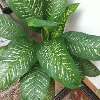 گل آپارتمانی دیفن باخیا قشنگ و سروحال|گل و گیاه طبیعی|تبریز, |دیوار