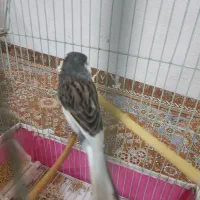 قناری|پرنده|میناب, |دیوار