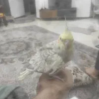عروس هلندی|پرنده|سیرجان, |دیوار