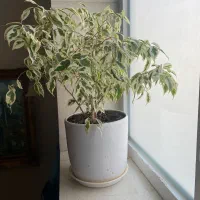 گل و گلدان طبیعی