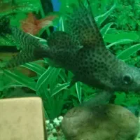 ماهی کت فیش خرگوشی( وارونه)