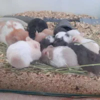 همستر|موش و خرگوش|رفسنجان, |دیوار