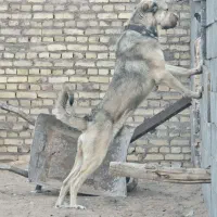 واگذاری سگ پژدر نرو و ماده