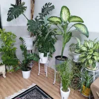 ویزیت تخصصی گیاه آپارتمانی در منزل