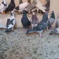 کفتر پلاکی|پرنده|شیراز, پانصد دستگاه ارتش|دیوار