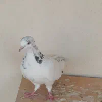 کبوتر