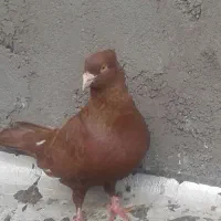 سرخ|پرنده|کارون, |دیوار