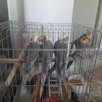 عروس هلندی