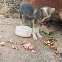 توله. 3ماه  افغان. آینده دار