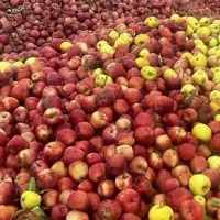 سیب باد ریز و درجه یک و دو