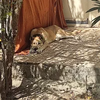 سگ سرابی|سگ|رباطکریم, رباطکریم|دیوار