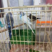 فنچ بنگالی و دو عدد مرغ عشق نرمست