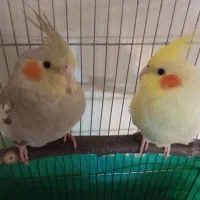 ۲عدد عروس هلندی نر|پرنده|ری, دیلمان|دیوار