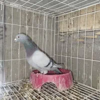 سه.عددکبوتر‌پلاکی‌مسافتی‌پدر‌مادر‌نشسته|پرنده|مسجد سلیمان, |دیوار