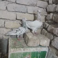 کفتر سار هفت رنگ و آلمانی پلاکی