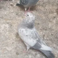 کفتر پرشی جوجه و بالغ ۵تا|پرنده|ری, فیروزآباد|دیوار