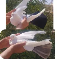 کفتر دم قهوه ای و دمسیاه|پرنده|یزد, |دیوار