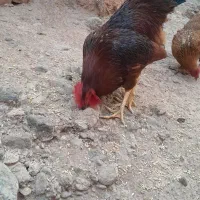 خروس قرمز|حیوانات مزرعه|شوط, |دیوار