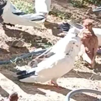 تهرانی گمشده