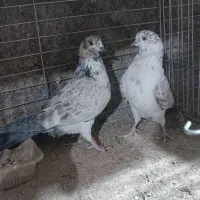 کفتر پرشی کهنه کفتر بشرط|پرنده|فولادشهر, B1|دیوار