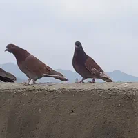 کبوتر نژاد انگلیسی بلند پرواز|پرنده|بهار, |دیوار