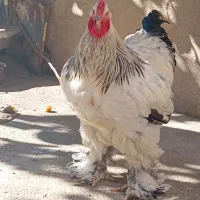 برهما  لایت|حیوانات مزرعه|بانه, |دیوار